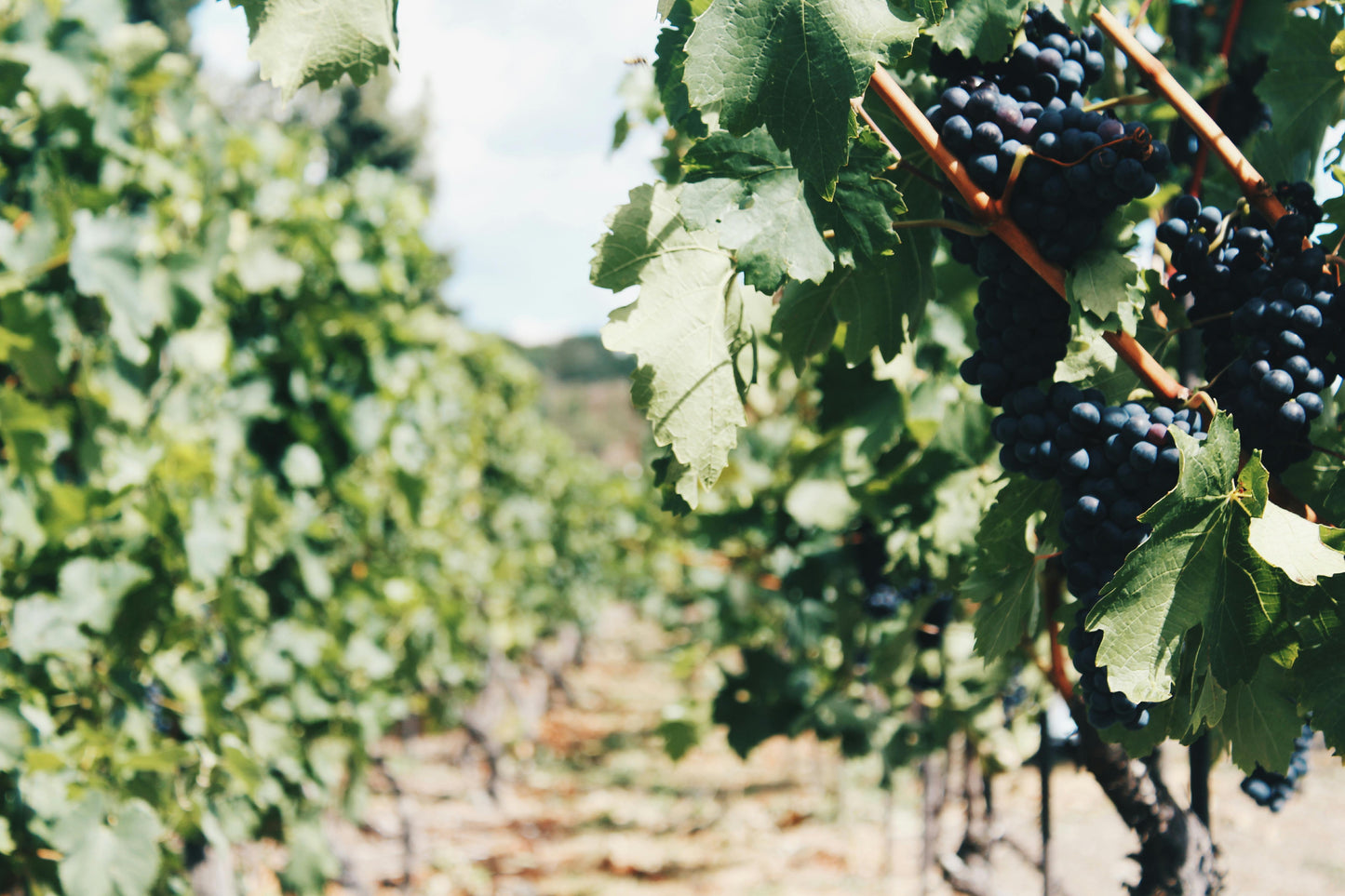 Weintasting Salute Italia am Freitag den 21.02.25 um 19.00 Uhr